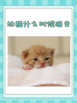 猫咪什么时候可以驱虫，什么时候可以给猫咪驱虫？