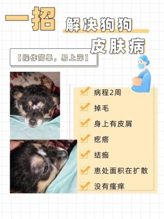 狗狗身上有螨虫怎么治，（狗狗身上有螨虫怎么治才能彻底去除）