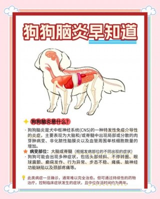 狗狗得了脑炎什么症状？狗的脑炎多久会死亡（最新）