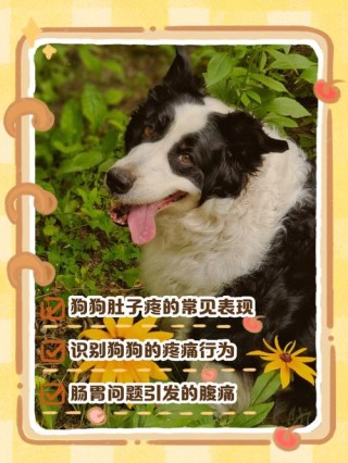 狗狗腹痛的表现，（狗狗腹痛有哪些症状）