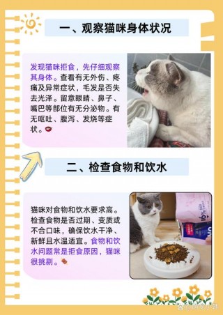 猫咪不吃食怎么办，猫咪不吃食怎么办?？