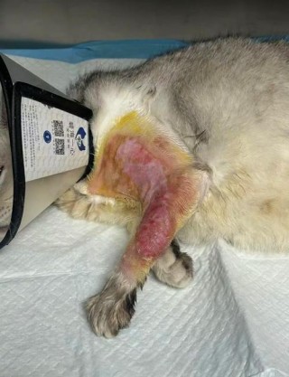 猫咪肌肉拉伤能自愈吗，（猫猫肌肉拉伤怎么办）