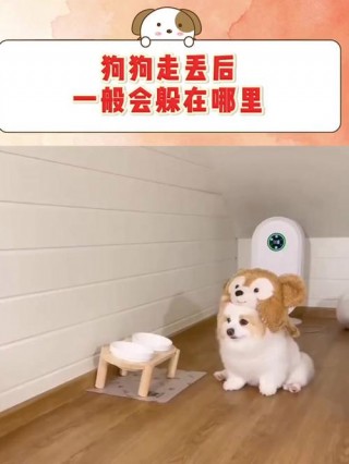 狗狗丢了一般会躲哪里？狗丢了是吉兆还是凶兆（最新）