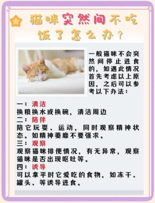 猫咪发情不吃饭怎么办，（猫咪发情不吃饭吗?）