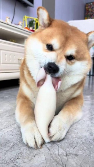 狗狗吃鱿鱼的危害，狗狗吃鱿鱼会怎么样？