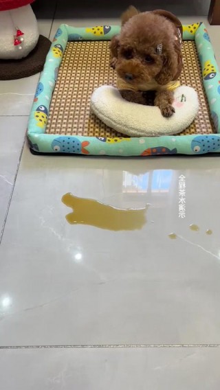 怎么纠正狗狗撕咬尿垫？狗狗咬尿垫有什么危害吗（最新）