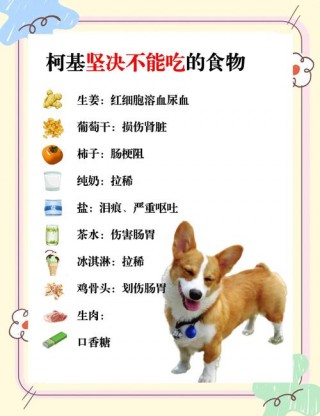 狗狗吃什么开胃？狗狗吃什么最健康（最新）