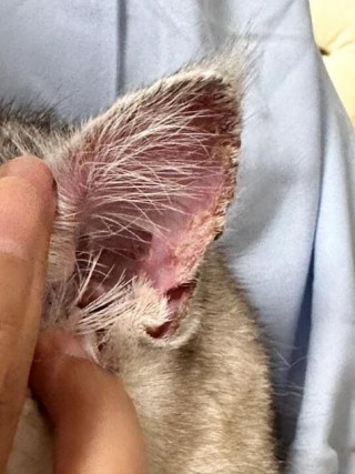 猫咪耳朵上有结痂，猫咪耳朵上有结痂脓包？