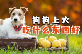 狗狗上火了怎么降火，狗狗上火了该怎么办？