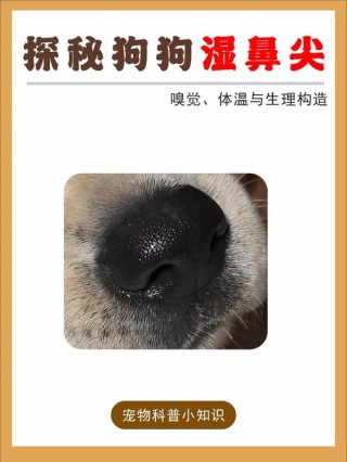 狗狗鼻子很湿怎么回事，（狗狗鼻子很湿是正常的吗）