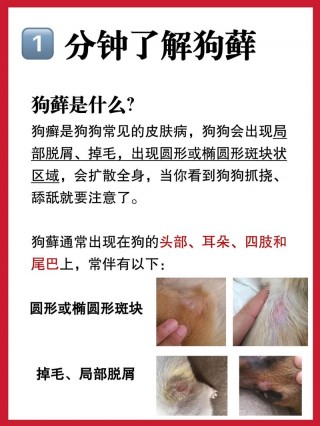 狗狗皮肤病脱毛怎么办，（狗狗出现皮肤病脱毛还痒用什么药）