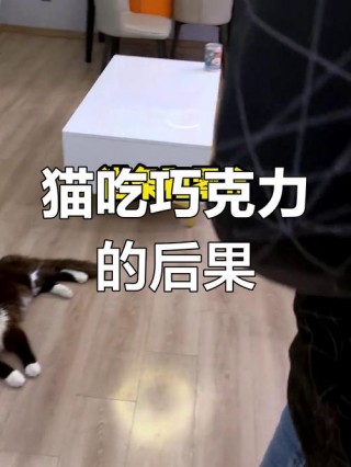 猫咪能不能吃巧克力，（猫咪能不能吃巧克力饼干）
