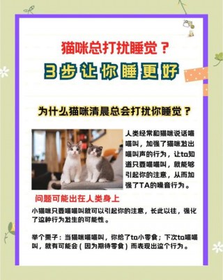 猫咪半夜不睡觉，（猫咪半夜不睡觉坐旁边盯着你）