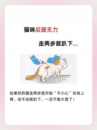 小猫咪腿瘸了怎么办，小猫咪腿瘸了怎么办啊？