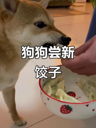 狗狗能吃茴香饺子吗，（狗狗能吃茴香饺子吗为什么）