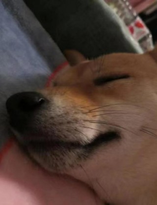 狗狗鼻子有水怎么回事，狗狗鼻子水水的怎么办？