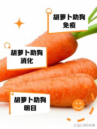 胡萝卜狗狗可以吃吗，（狗狗可不可吃胡萝卜）