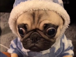 大眼睛狗狗品种，（大眼睛的狗有哪些）