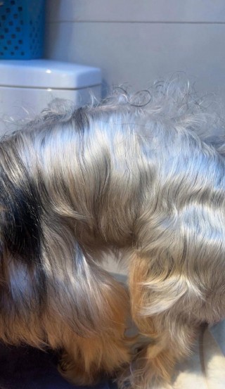 狗狗能用人的护发素吗，狗狗可以使用人的护发素吗？