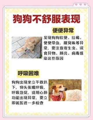 狗狗可以吃蜂蜜吗，狗狗吃蜂蜜吗会怎么样？