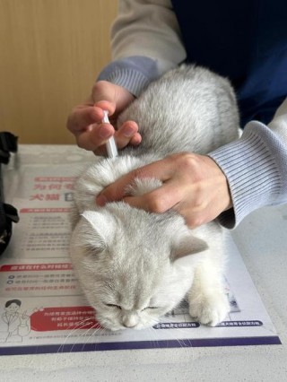 猫咪一定要打疫苗吗，猫咪是否必须要打疫苗？