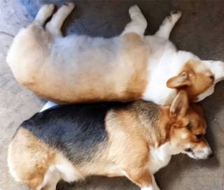 怎么分辨狗狗公母，怎么分辨狗狗公母?？