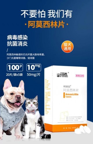 狗狗上呼吸道感染症状的简单介绍