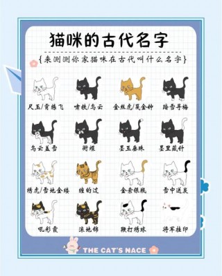 猫咪取什么名字，乳白色的猫咪取什么名字？