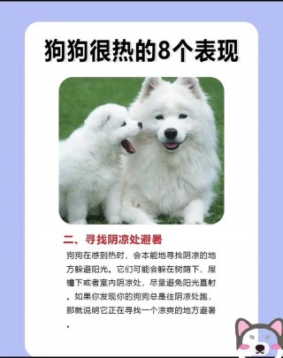 夏天如何给狗狗降温，（夏天如何给狗狗降温比较好）