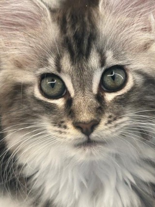 猫咪盯着人看什么意思，猫 盯着人看？