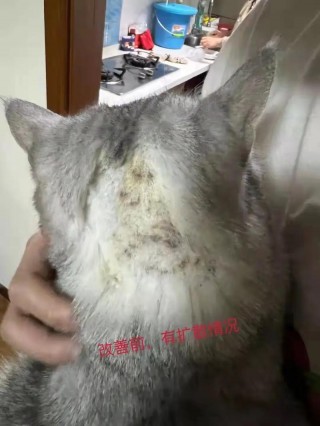猫咪皮肤上有结痂，（猫猫皮肤上有结痂）