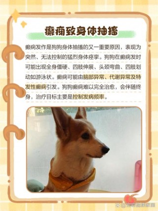 狗狗得瑟怎么回事？狗狗得瑟怎么回事儿?（最新）