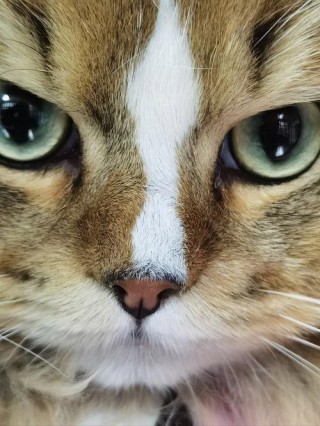 猫咪是近视眼吗？猫咪是近视眼吗图片（最新）