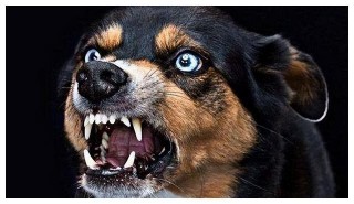 狗狗很凶怎么办，（狗很凶是什么原因）