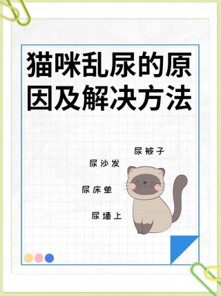 猫咪老是乱拉尿怎么办，猫咪总乱拉乱尿？