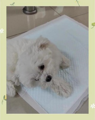 狗狗脑震荡能自愈吗？狗狗脑震荡自己会好不（最新）