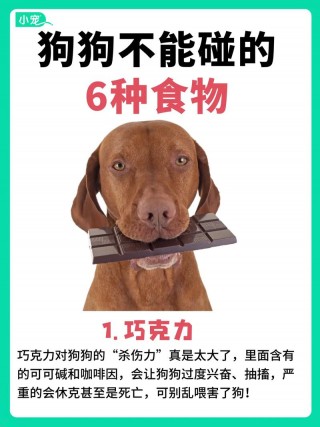 为什么狗狗不能吃巧克力，（为什么狗狗不能吃巧克力的原因）