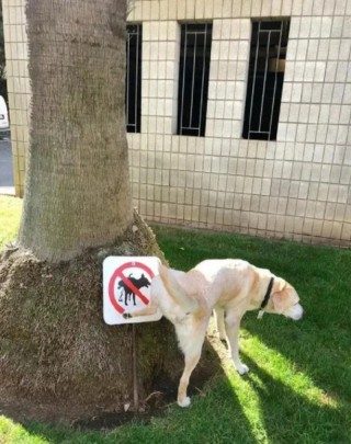 狗狗叛逆期是什么时候？狗狗叛逆期是什么时候结束的（最新）