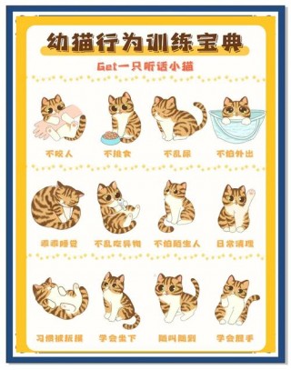 如何训练猫咪听话？训猫十句口诀（最新）