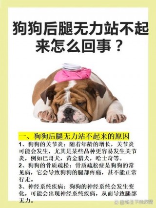 狗狗后脚无力怎么回事？狗狗的后脚突然没力站不稳是怎么回事（最新）