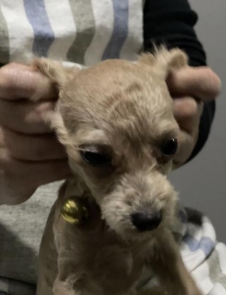 泰迪狗狗怎么教得听话，（怎样养泰迪狗让泰迪狗乖巧听话的训练方法）