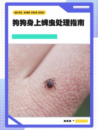 怎么看狗狗身上有没有蜱虫，（怎么判断狗身上有蜱虫）