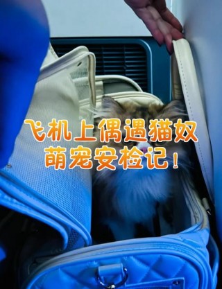 猫咪能过安检吗？猫猫能过安检吗（最新）