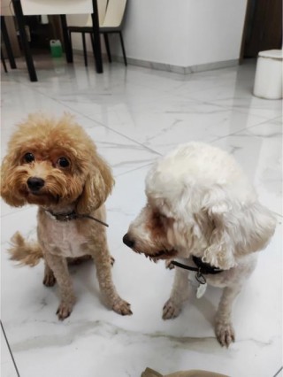 狗狗弓形虫怎么检查？狗狗弓形虫检查多久一次（最新）