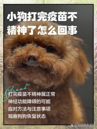 狗狗打疫苗有什么反应？狗狗打疫苗的坏处（最新）