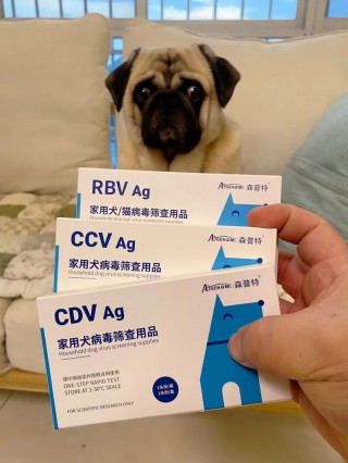 狗狗得了冠状怎么办，（狗狗得冠状能自愈吗）