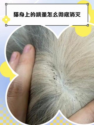 可以给猫咪剃毛吗，（可以给小猫咪剃毛吗）