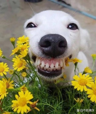 怎么训练狗狗咧嘴笑？如何训练狗狗张嘴（最新）