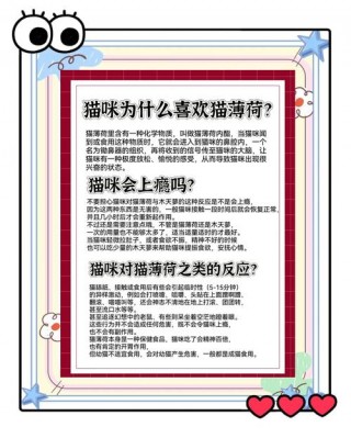 猫咪不喜欢猫薄荷？猫咪不喜欢猫薄荷球怎么办（最新）