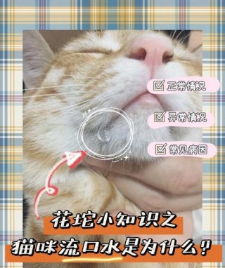 猫咪流口水是怎么回事，（猫咪流口水是怎么回事啊）